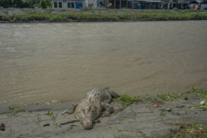 Foto: Wujud Buaya Liar yang Meresahkan Warga Sungai Palu, Sulteng