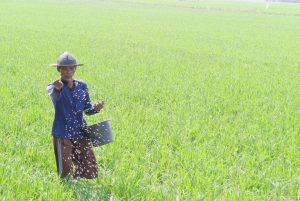 Alokasi Pupuk Subsidi di Samosir Naik 15 Persen