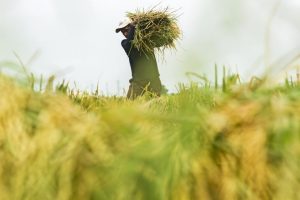 DPKP Karawang Siapkan Agenda Pangan Murah