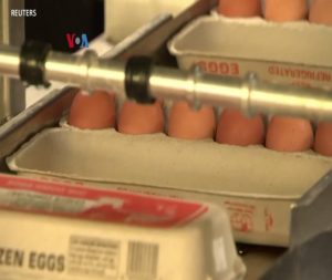 Eggflation yang Bikin Geger Warga AS