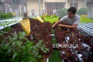 Kementan Jelaskan Penyebab Petani Milenial Macet Bayar KUR