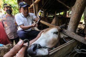 LSD Semakin Merebak, Transaksi Penjualan Hewan di Sukoharjo Anjlok