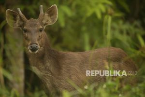 PT Timah Tangkarkan Rusa di Kawasan Bekas Tambang