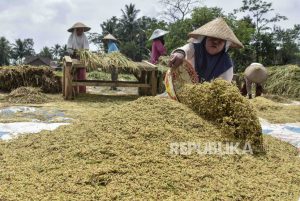 Panen di Sragen, Harga Gabah Langsung Turun Jadi Rp 5.200 per Kilogram