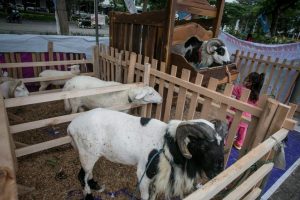 Peternakan Kambing Etawa Lereng Gunung Raung Banyuwangi Berpotensi Jadi Wisata Edukasi