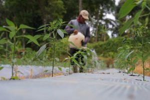 Sekitar 113 Jenis Pohon Ditanam di Taman Kehati Aqua Babakanpari