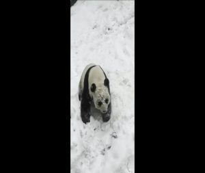 Tingkah Lucu Panda Bermain Salju di Shennongjia