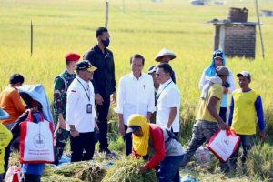 Jokowi Minta Bulog Maksimalkan Penyerapan Gabah Petani