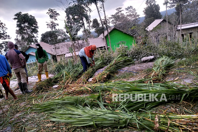 Tanaman Terkena Abu Merapi, Peternak Magelang Kesulitan Cari Pakan Hewan