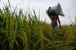 ASN Serdang Bedagai Diimbau Konsumsi Padi Organik 10 Kg per Bulan