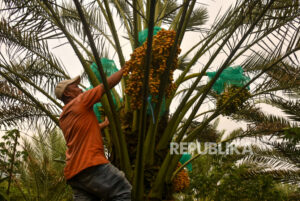 Ada Kebun Kurma di Tanah Karo