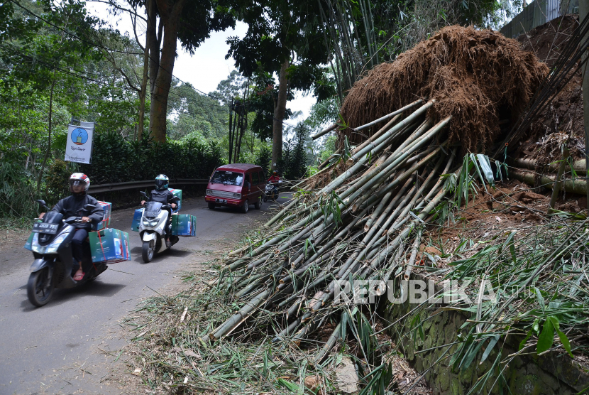 Angin Kencang Tumbangkan Belasan Pohon di Bantul, Akses Jalan Tertutup