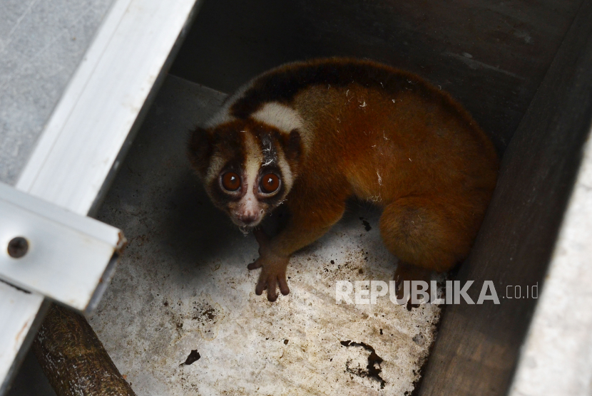 BKSDA Sumbar Lepasliarkan Seekor Kukang ke Habitatnya