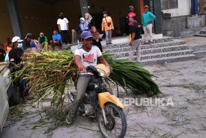 Bantuan Pakan Ternak di Magelang