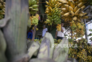 Bulan Ramadhan Permintaan Buah Pisang Meningkat