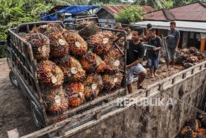 Harga Referensi CPO Periode 1-15 Juni 2023 Turun