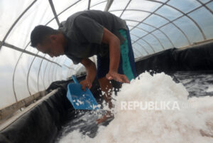 Petani Garam Harapkan Pembinaan dan Dukungan Teknologi