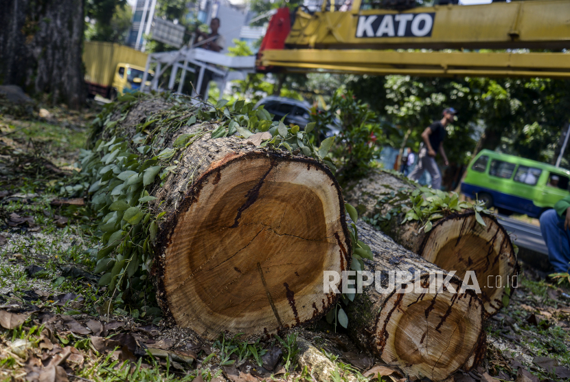 Hujan Deras Angin Kencang, Pohon di Kota Bogor Bertumbangan