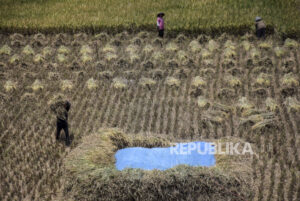 Iklim El-Nino Ancam Produksi Beras