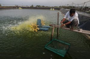 Jokowi: Desain Tambak Udang di Kebumen akan Diterapkan di NTT