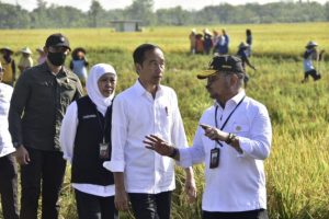 Jokowi Minta Harga Jual Gabah dan Beras Jangan Sampai Jatuh