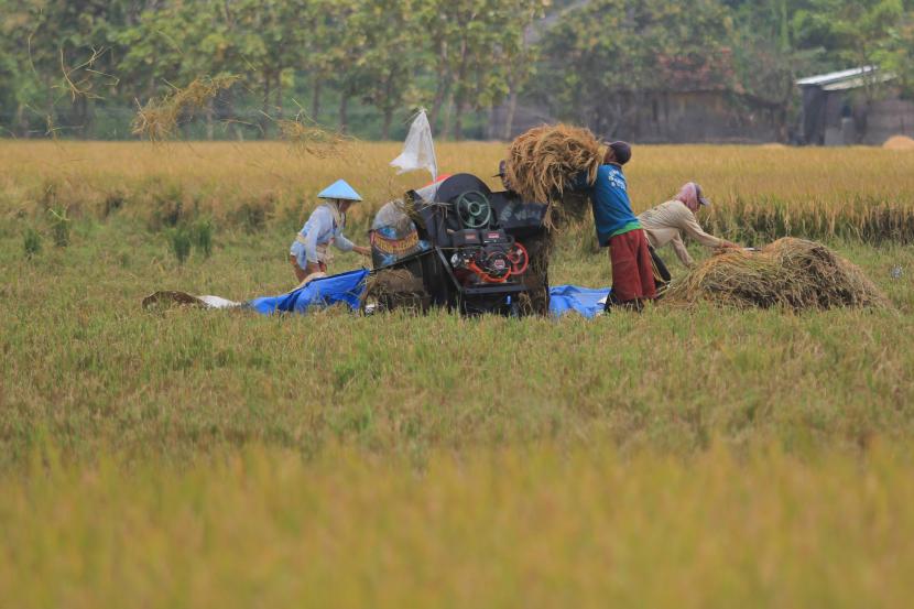 KTNA Indramayu Bersyukur Petani Bisa Jemur Gabah