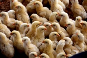 Kenali Gejalanya, Flu Burung Dapat Berkembang Cepat Jadi Penyakit Paru Berat