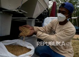 Lampung Tengah Dukung Gerakan Panen Raya Padi Sejuta Hektare