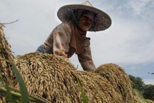 Panen 10 Ribu Hektare di Lebak Diharap Bantu Stabilkan Harga Beras