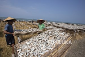 Pasokan dari Nelayan Melimpah, Produksi Ikan Asin Meningkat