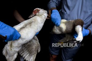 Pemkot Bogor Uji Sampel Unggas di Empat Pasar Antisipasi Flu Burung