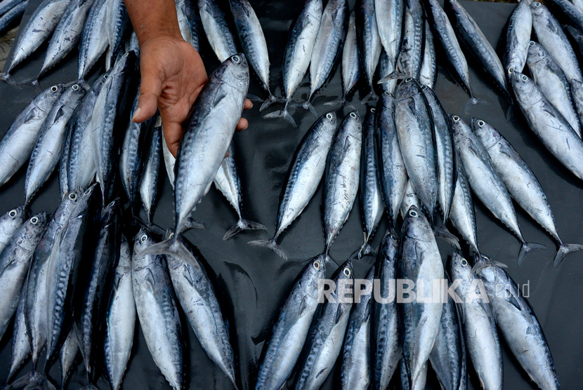 Ikan kembung punya nutrisi yang tak kalah mewah dari ikan salmon. Foto: Republika