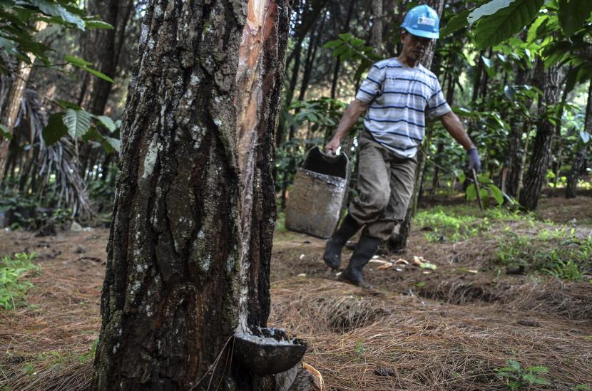 Perhutani Pimpin Pasar Industri Gum Rosin di Asia Tenggara