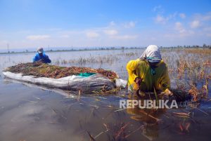 Petani Kudus Panen Padi di Tengah Banjir