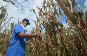 Petani di Sumba Penen Jagung Seluas 30 Hektare