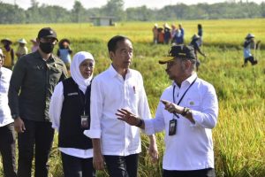 Presiden Jokowi Didampingi Mentan SYL Panen Raya Padi di Ngawi