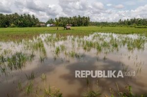 Sawah Terdampak Banjir di Cirebon Didata untuk Bantuan Benih