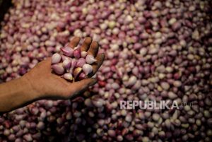 Petani Kulon Progo Kembangkan Bawang Merah