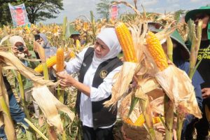 Tahan Perubahan Cuaca, Jagung Reog Ponorogo Perlu Miliki Hak Paten