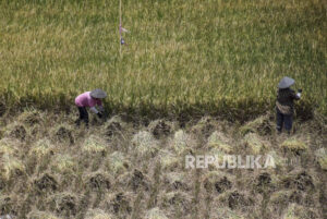 WPI Targetkan Kemitraan dengan Petani Capai 10 Ribu Hektare