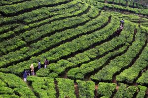 Ahad Dini Hari, Volume Kendaraan ke Jabar dan Jateng Meningkat di Jalur Mudik Cianjur
