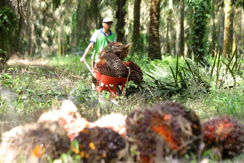 Pemerintah Dorong Kemandirian Petani di Industri Sawit