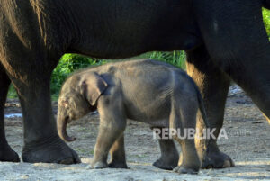 Bayi Gajah Lahir di Unit Konservasi Pelalawan