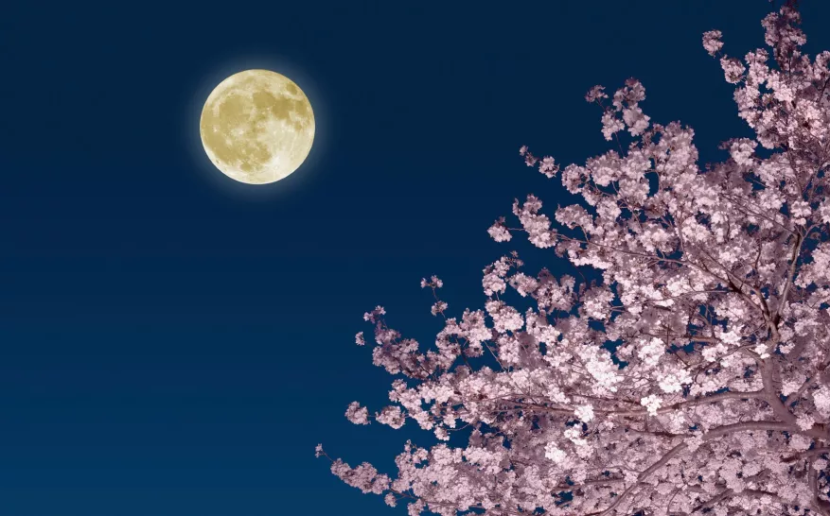 Bulan purnama merah muda atau Pink Moon. Gambar: Getty Images via Space.com