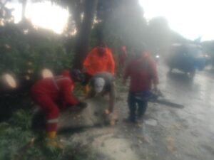 Dilanda Hujan Angin, Pohon Tumbang Timpa Rumah dan Jalan