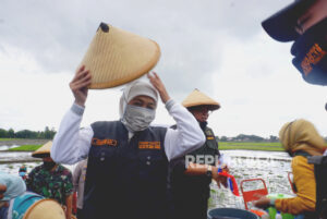 Dorong Percepatan Tanam Padi, Khofifah : Mumpung Masih Musim Hujan