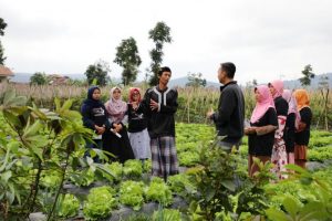 Hasil Pertanian di Desa Cikidang Lembang Dilego di Bazar Sayuran GMP