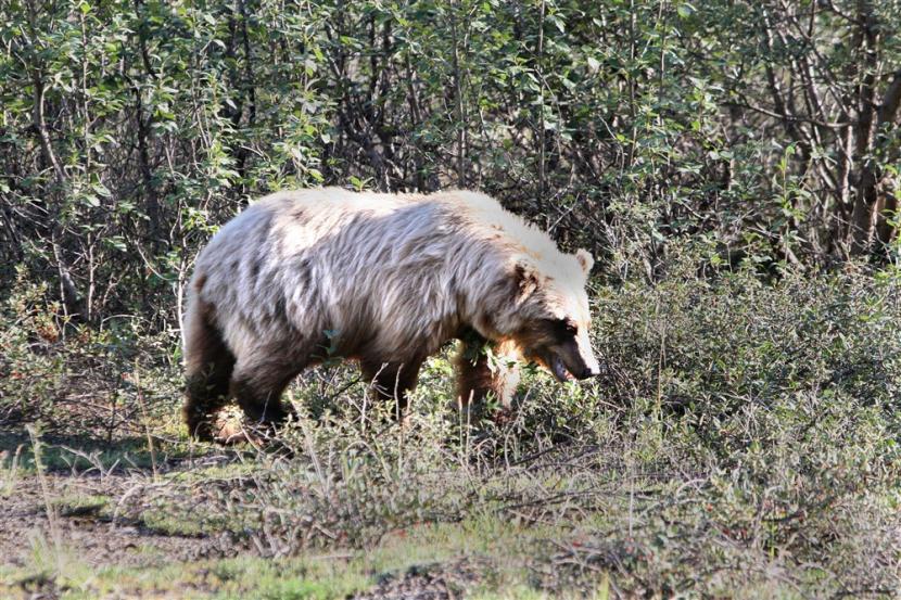 Puluhan Mamalia di Montana Terinfeksi Flu Burung, Termasuk Beruang Grizzly Hingga Sigung!