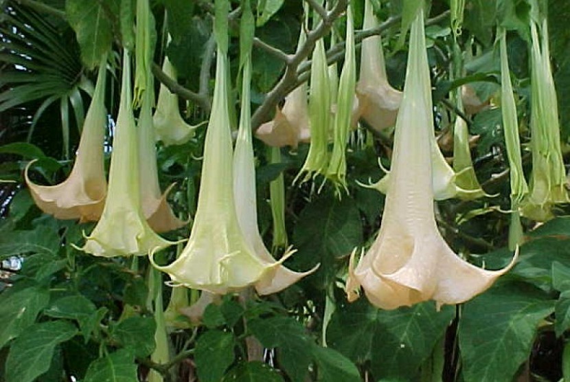 Sebelum Tewas, Korban Perampokan Makan Nasi Padang Dicampur Buah Kecubung