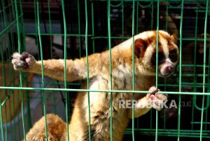 Semarang Zoo Siapkan Pertunjukan Baru Sambut Wisatawan Selama Libur Lebaran